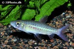 chalceus epakros chalceus epakros