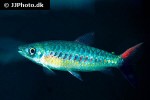 chalceus epakros chalceus epakros