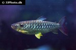 chalceus erythrurus chalceus erythrurus