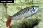 chalceus erythrurus chalceus erythrurus