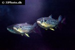 chalceus erythrurus chalceus erythrurus