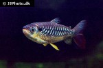 chalceus erythrurus chalceus erythrurus