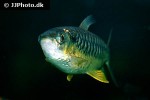 chalceus erythrurus chalceus erythrurus