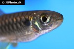 chalceus erythrurus chalceus erythrurus