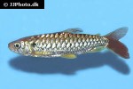 chalceus erythrurus chalceus erythrurus