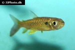 chalceus erythrurus chalceus erythrurus