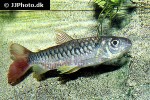 chalceus erythrurus chalceus erythrurus