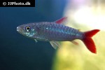chalceus macrolepidotus chalceus macrolepidotus