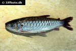 chalceus macrolepidotus chalceus macrolepidotus