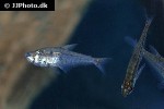 charax condei charax condei