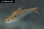 charax condei charax condei