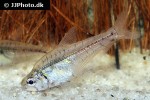 charax condei charax condei