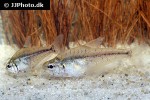 charax condei charax condei