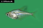 charax gibbosus charax gibbosus
