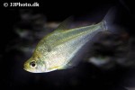 charax gibbosus charax gibbosus