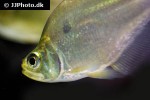 charax gibbosus charax gibbosus
