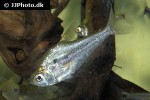 charax gibbosus charax gibbosus