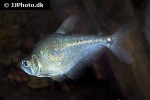 charax tectifer charax tectifer