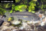 cheirodon galusdai cheirodon galusdai
