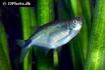 chrysobrycon yoliae chrysobrycon yoliae