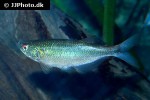 chrysobrycon yoliae chrysobrycon yoliae