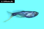 corynopoma riisei corynopoma riisei