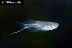 corynopoma riisei corynopoma riisei