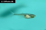 corynopoma riisei corynopoma riisei
