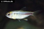 creagrutus beni creagrutus beni