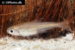 creagrutus paraguayensis creagrutus paraguayensis