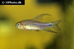 crenuchus spilurus crenuchus spilurus