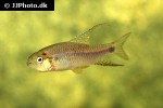 crenuchus spilurus crenuchus spilurus