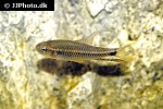 crenuchus spilurus crenuchus spilurus