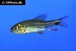 crenuchus spilurus crenuchus spilurus
