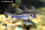 crenuchus spilurus crenuchus spilurus