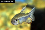 crenuchus spilurus crenuchus spilurus