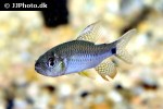 crenuchus spilurus crenuchus spilurus