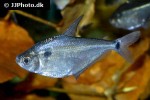 ctenobrycon hauxwellianus ctenobrycon hauxwellianus