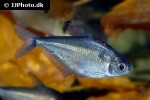 ctenobrycon hauxwellianus ctenobrycon hauxwellianus