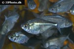 ctenobrycon hauxwellianus ctenobrycon hauxwellianus