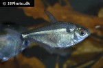 ctenobrycon hauxwellianus ctenobrycon hauxwellianus