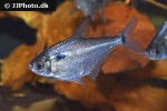 ctenobrycon hauxwellianus ctenobrycon hauxwellianus