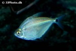 ctenobrycon oliverai ctenobrycon oliverai