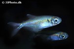 cyanocharax uruguayensis cyanocharax uruguayensis