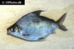 cyphocharax abramoides cyphocharax abramoides