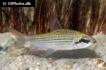 cyphocharax multilineatus cyphocharax multilineatus