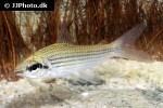 cyphocharax multilineatus cyphocharax multilineatus
