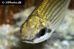cyphocharax multilineatus cyphocharax multilineatus