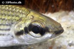 cyphocharax multilineatus cyphocharax multilineatus