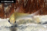 cyphocharax multilineatus cyphocharax multilineatus